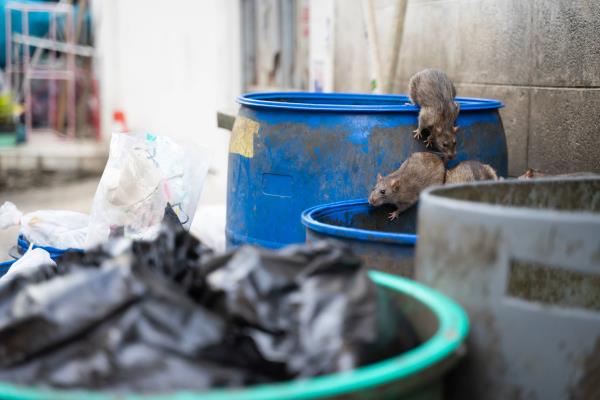 The District of Columbia co<em></em>nsistently makes the top five list of America's rattiest cities, a problem made worse by warming winters, a rising population and outdoor dining areas made permanent after the COVID-19 pandemic. | GETTY IMAGES<em></em>
